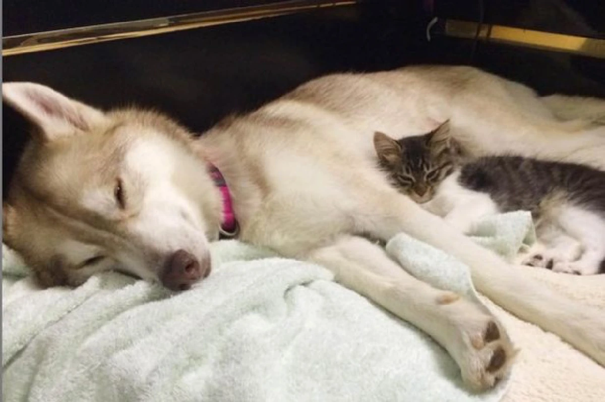 น่ารัก!พบเจ้า"โรซี่"ลูกแมวน้อยที่มีเพื่อนซี้เป็นหมาฮัสกี้!