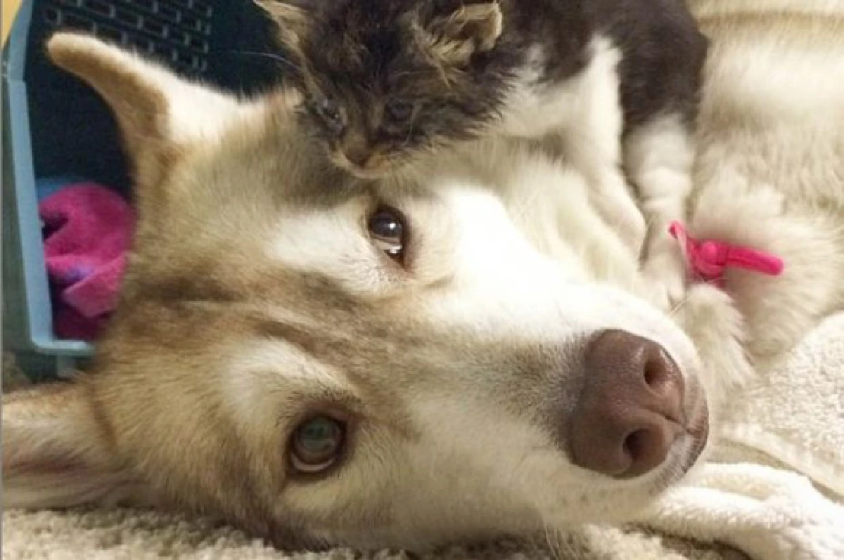น่ารัก!พบเจ้า"โรซี่"ลูกแมวน้อยที่มีเพื่อนซี้เป็นหมาฮัสกี้!