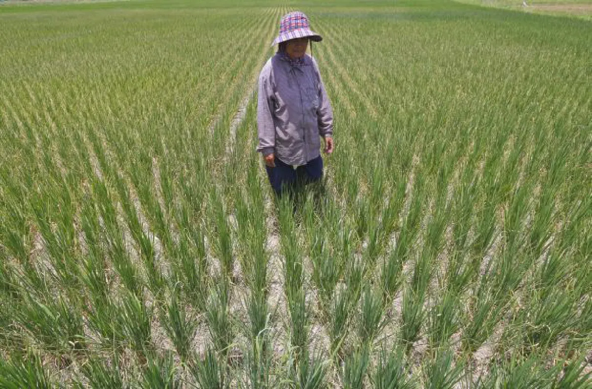 El Nino starting to bite in Asia