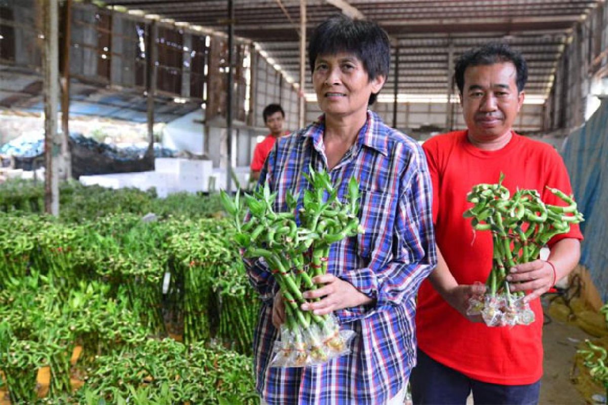 ลัคกี้แบมบู ไผ่กวนอิมส่งขายเมืองนอก ลัคกี้แบมบู ไผ่กวนอิมส่งขายเมืองนอก
