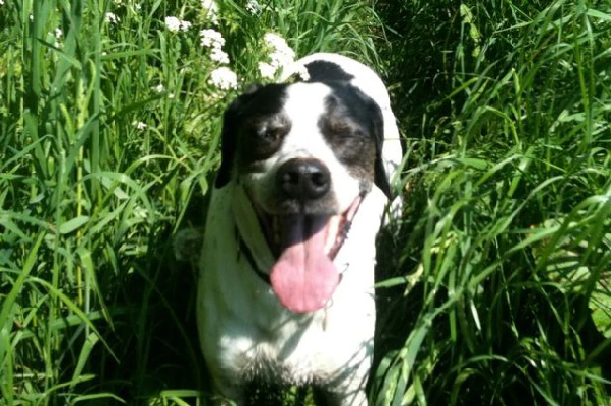 สาวดัตช์เตรียมแต่งงานกับ'หมา' หลัง'แมว'ซึ่งเป็นผัวเก่าตาย