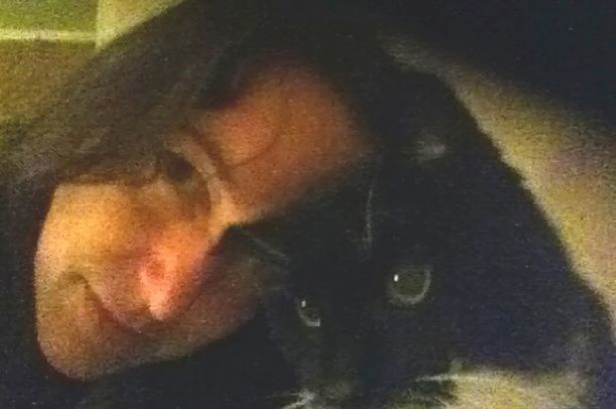 สาวดัตช์เตรียมแต่งงานกับ'หมา' หลัง'แมว'ซึ่งเป็นผัวเก่าตาย