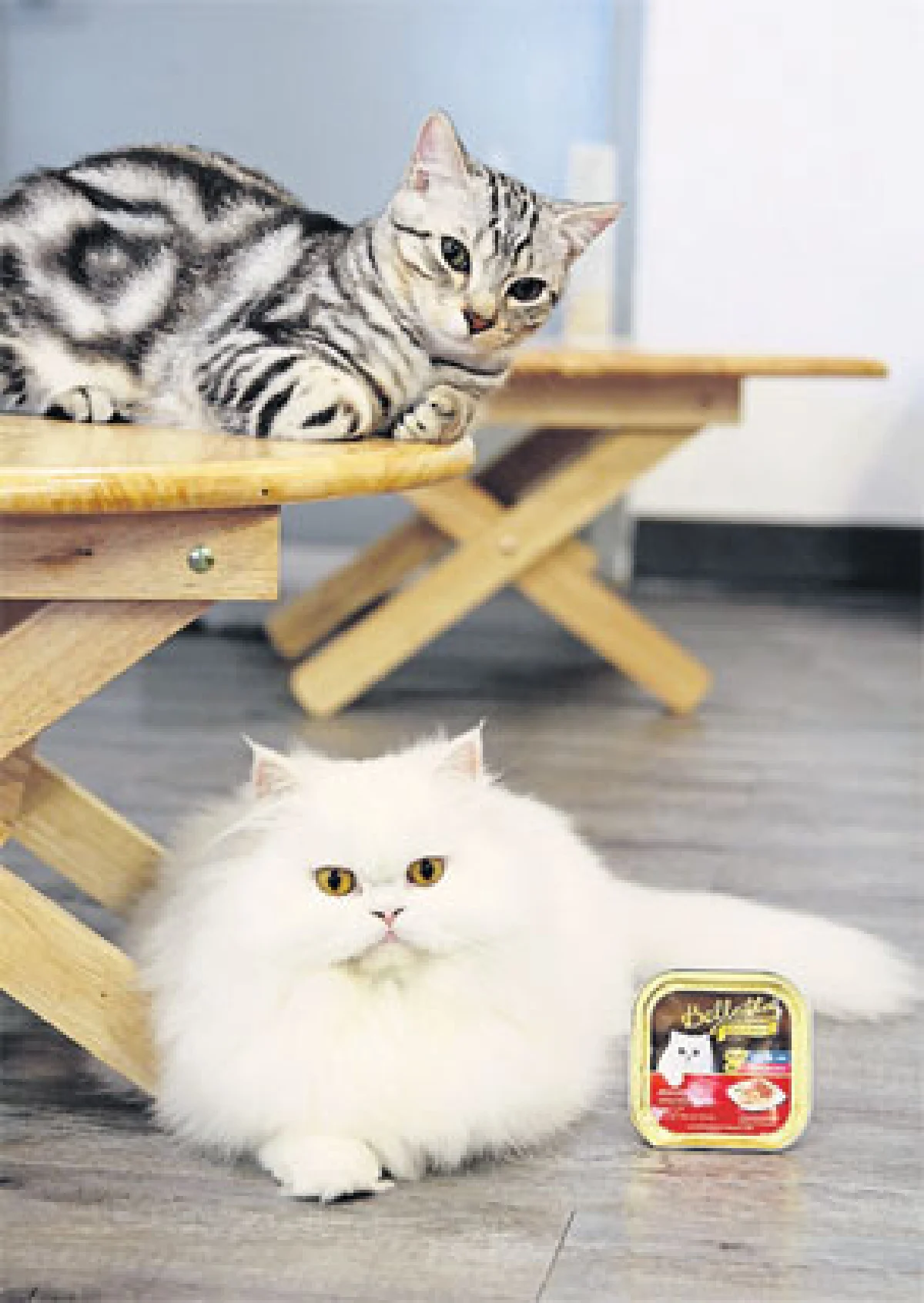 ความสุขกองโต @ แคท คาเฟ่ บาย โดม