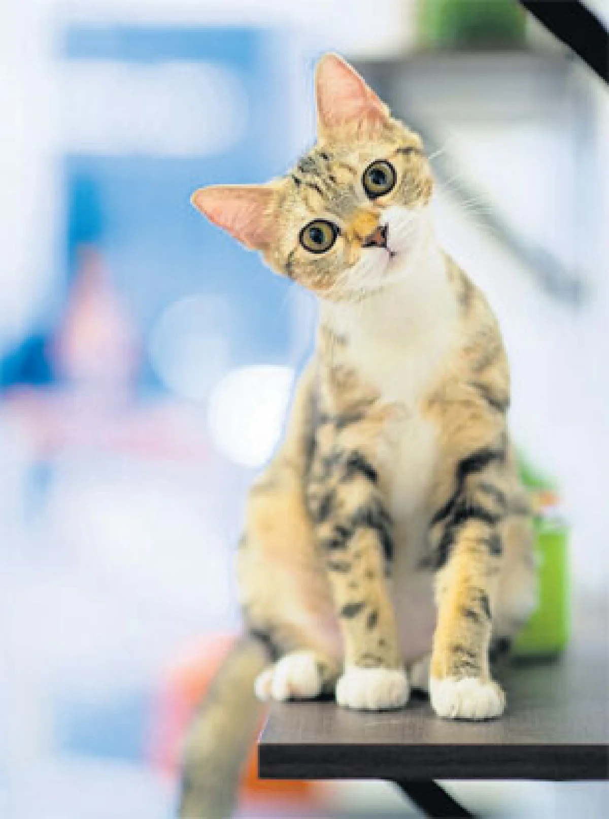 ความสุขกองโต @ แคท คาเฟ่ บาย โดม