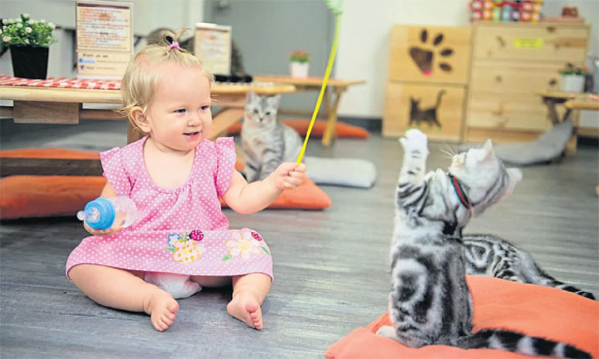 ความสุขกองโต @ แคท คาเฟ่ บาย โดม