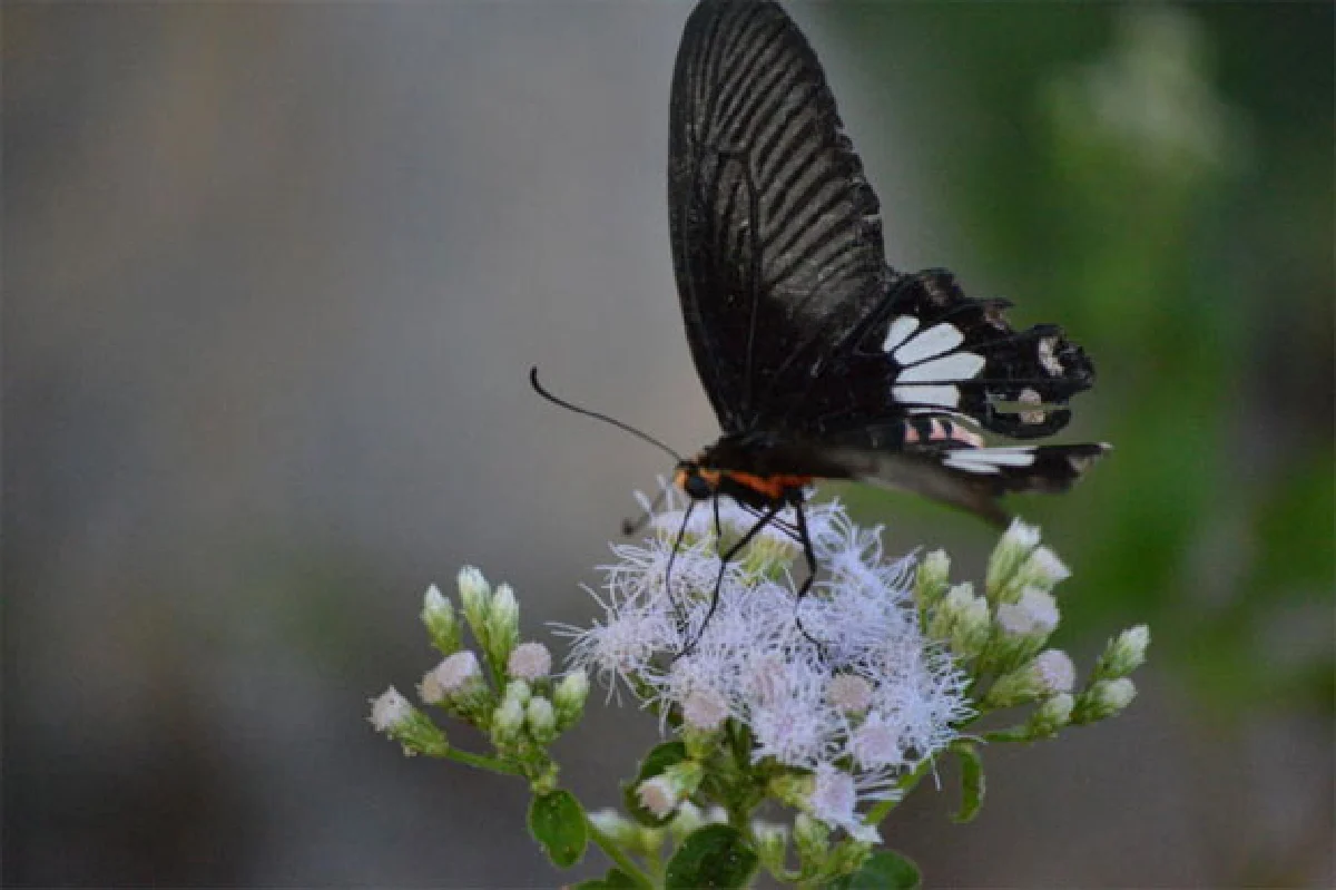 เจ็ดคด-โป่งก้อนเส้า ป่าเขาใกล้เมือง