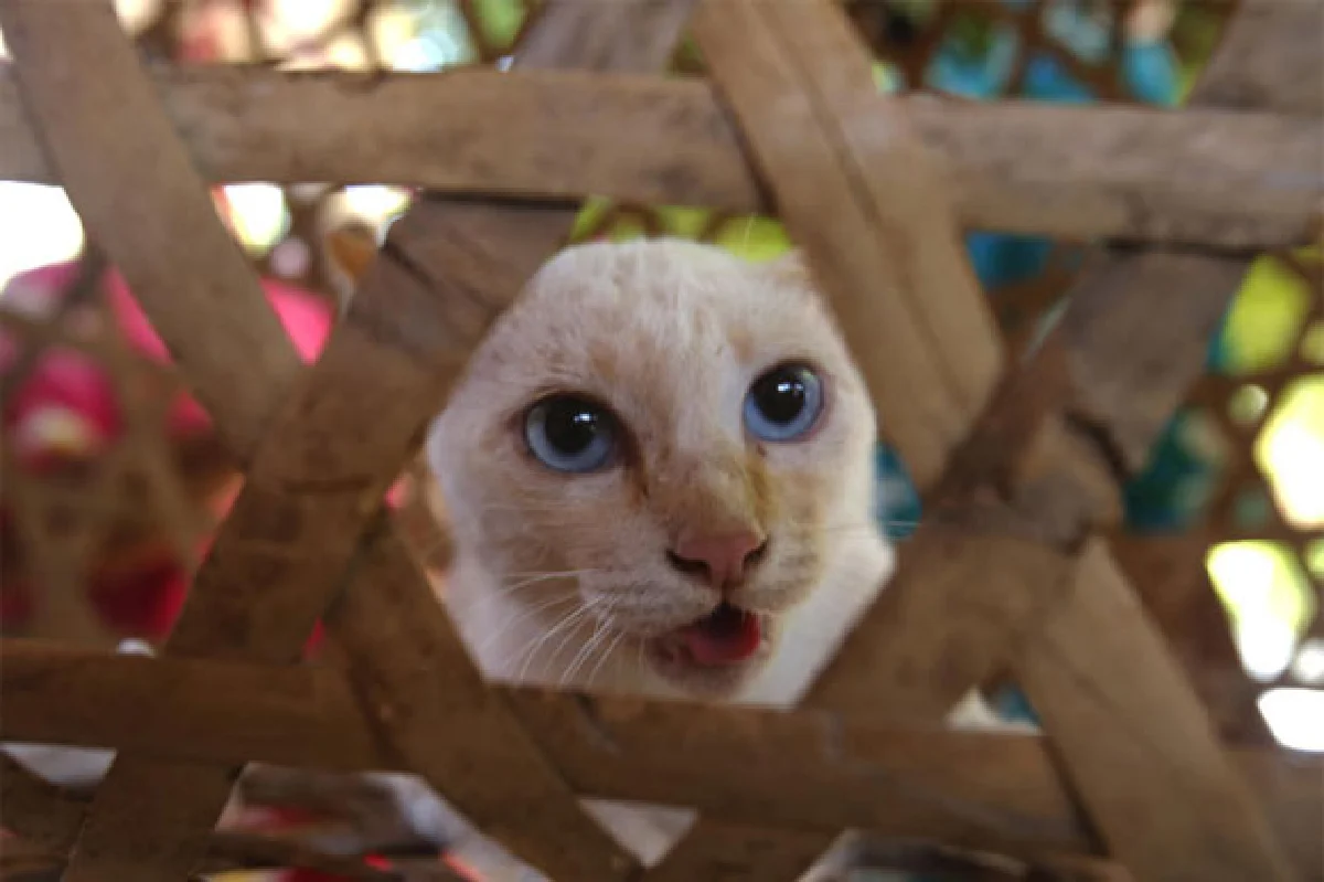 เสียงครวญจากสัตว์ กฎหมายมี ... แต่ถูกเมิน