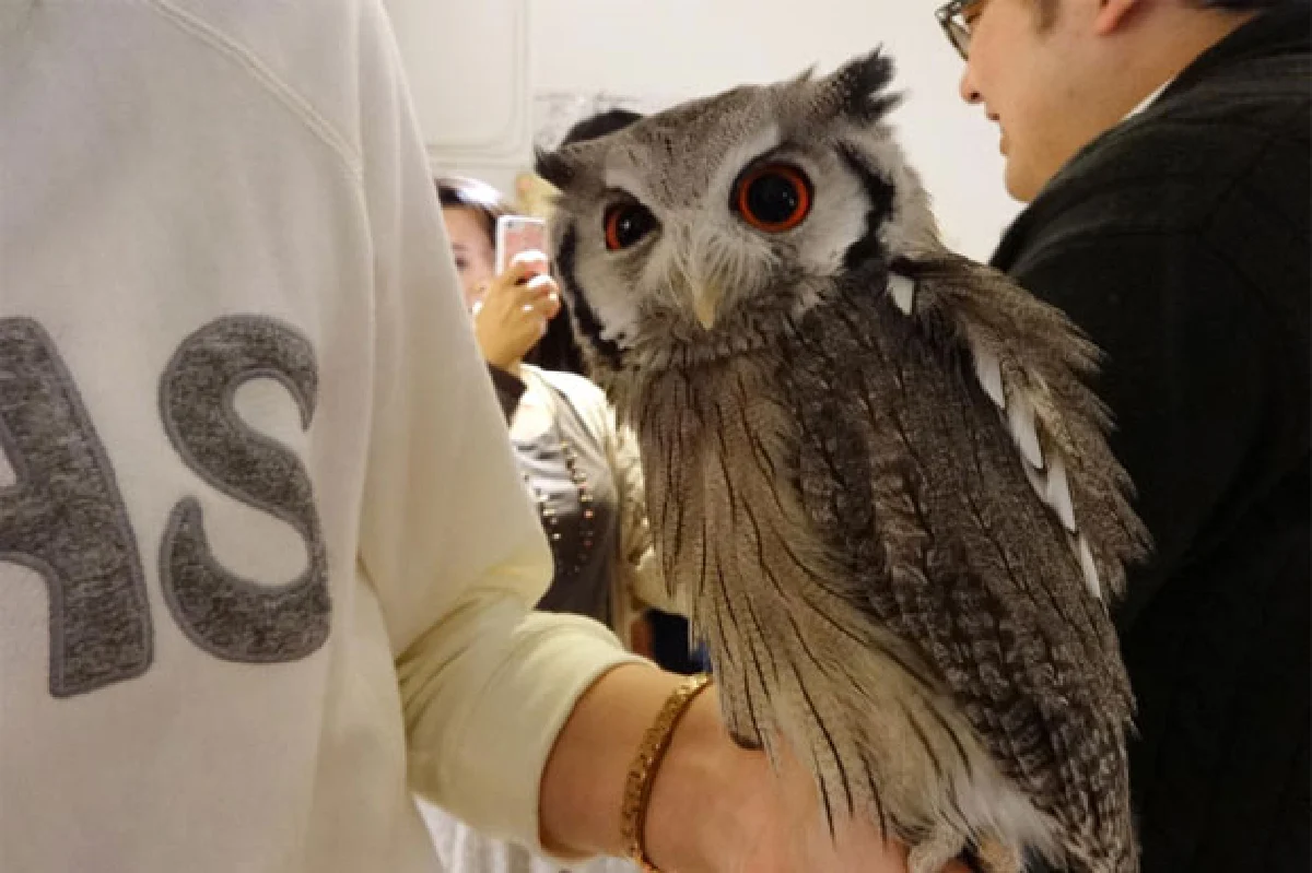 เสียงครวญจากสัตว์ กฎหมายมี ... แต่ถูกเมิน