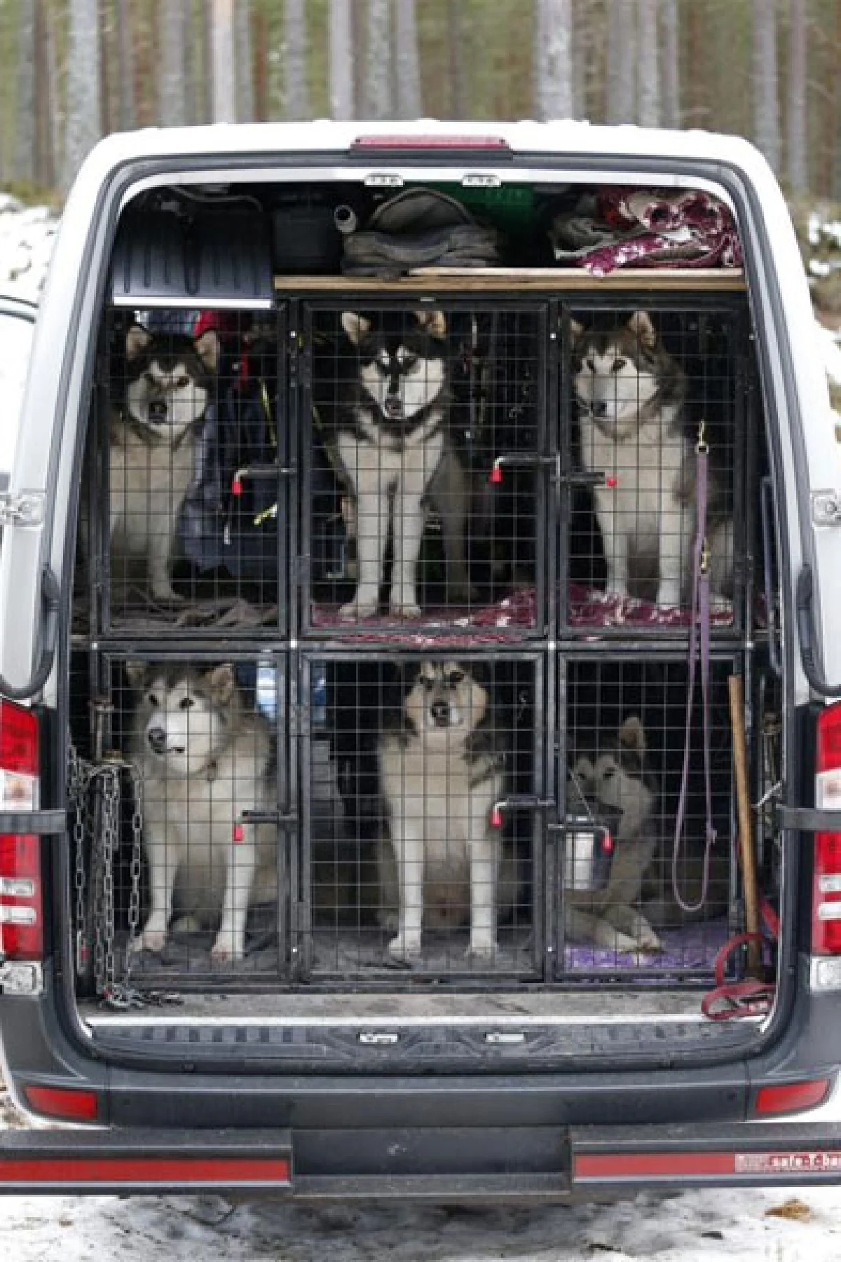 เสียงครวญจากสัตว์ กฎหมายมี ... แต่ถูกเมิน