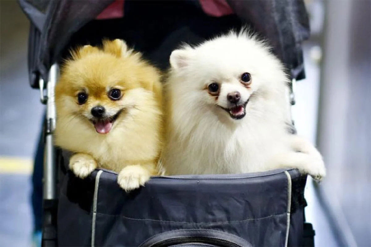 เสียงครวญจากสัตว์ กฎหมายมี ... แต่ถูกเมิน