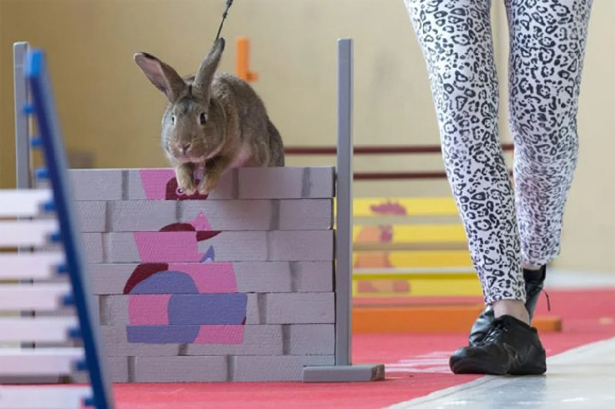 เสียงครวญจากสัตว์ กฎหมายมี ... แต่ถูกเมิน