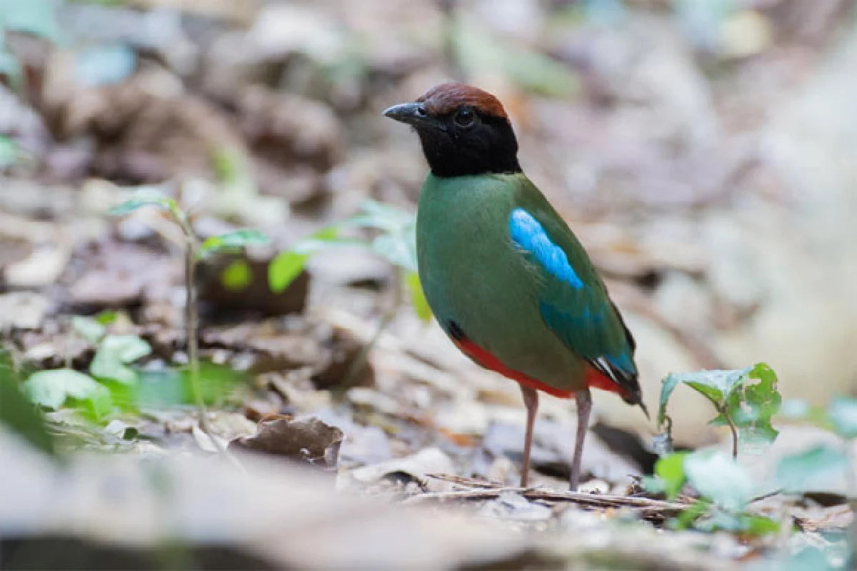 นกฆ่าเวลาขั้นเทพ