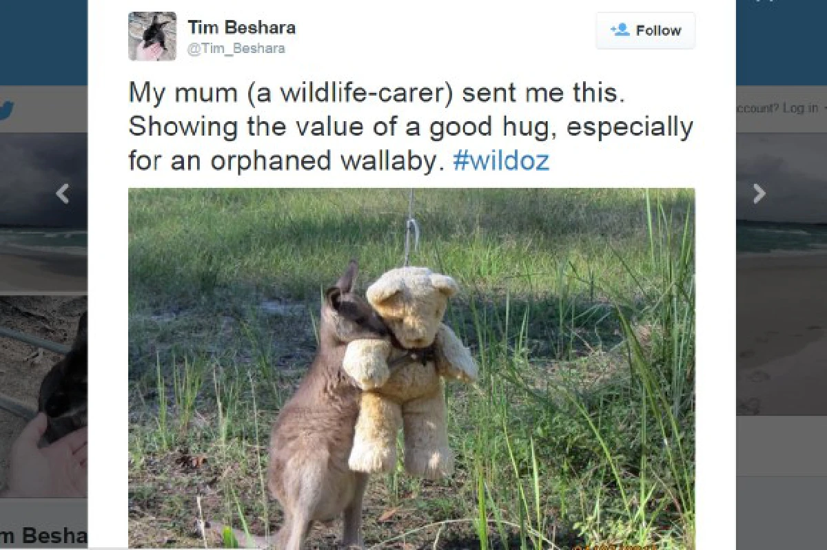 ลูกจิงโจ้กำพร้าสุดเหงา ได้เพื่อนใหม่เป็น"ตุ๊กตาหมี"