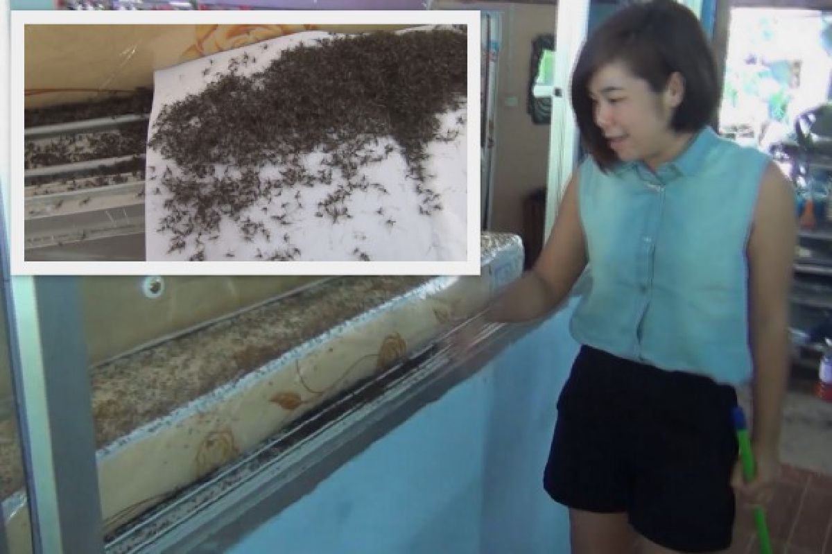 เจ้าของร้านค้าเจอยุงบุกวอนจนท.ช่วยเหลือ เจ้าของร้านค้าเจอยุงบุกวอนจนท.ช่วยเหลือ