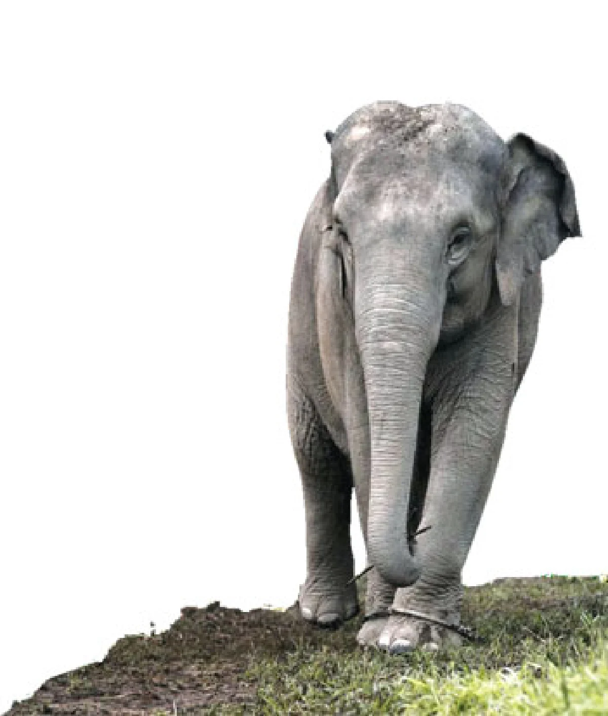 จากเมืองสู่ ‘คชอาณาจักร’ ภารกิจ พาช้างเร่ร่อนกลับบ้าน