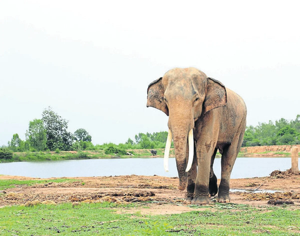 จากเมืองสู่ ‘คชอาณาจักร’ ภารกิจ พาช้างเร่ร่อนกลับบ้าน