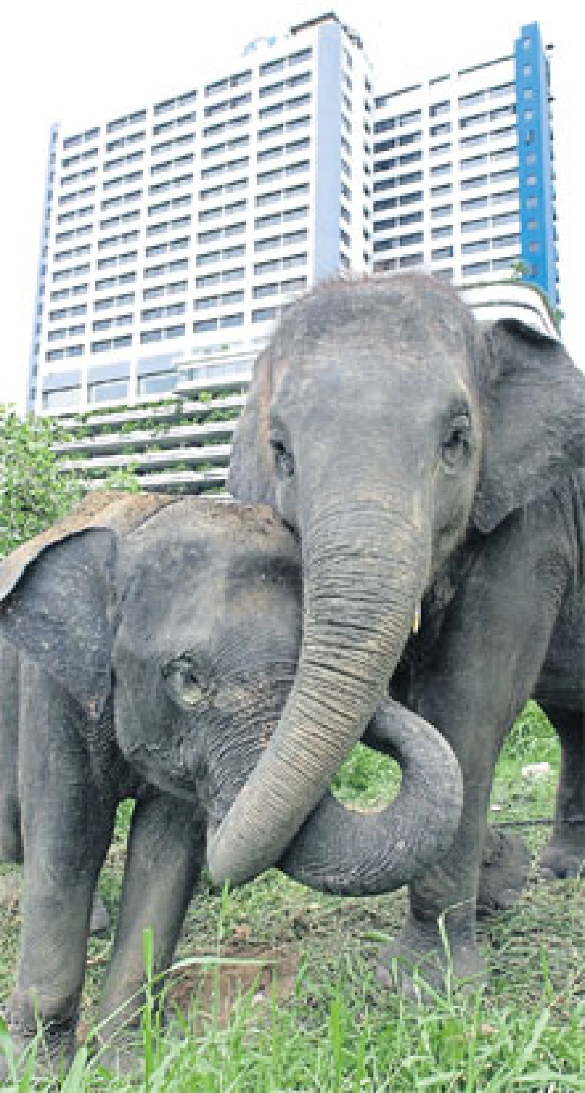 จากเมืองสู่ ‘คชอาณาจักร’ ภารกิจ พาช้างเร่ร่อนกลับบ้าน