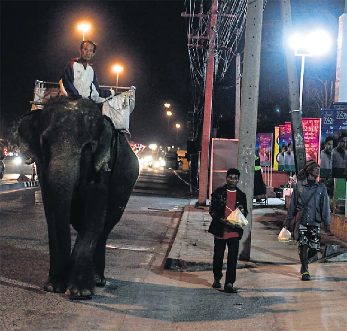 จากเมืองสู่ ‘คชอาณาจักร’ ภารกิจ พาช้างเร่ร่อนกลับบ้าน