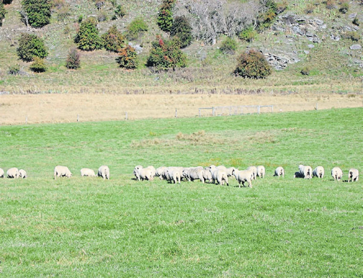 นิวซีแลนด์ แดนในฝัน