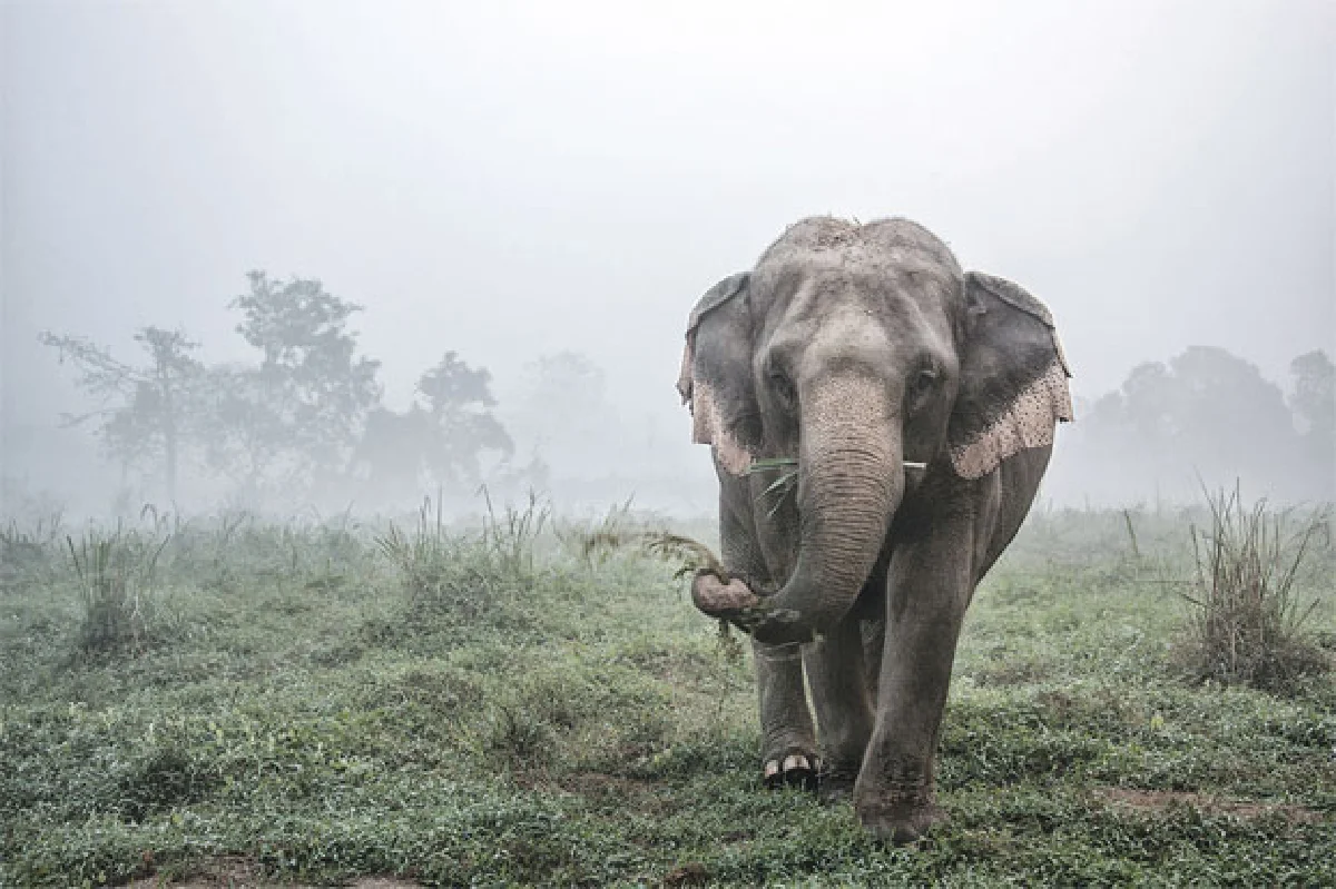 จากเมืองสู่ ‘คชอาณาจักร’ ภารกิจ พาช้างเร่ร่อนกลับบ้าน