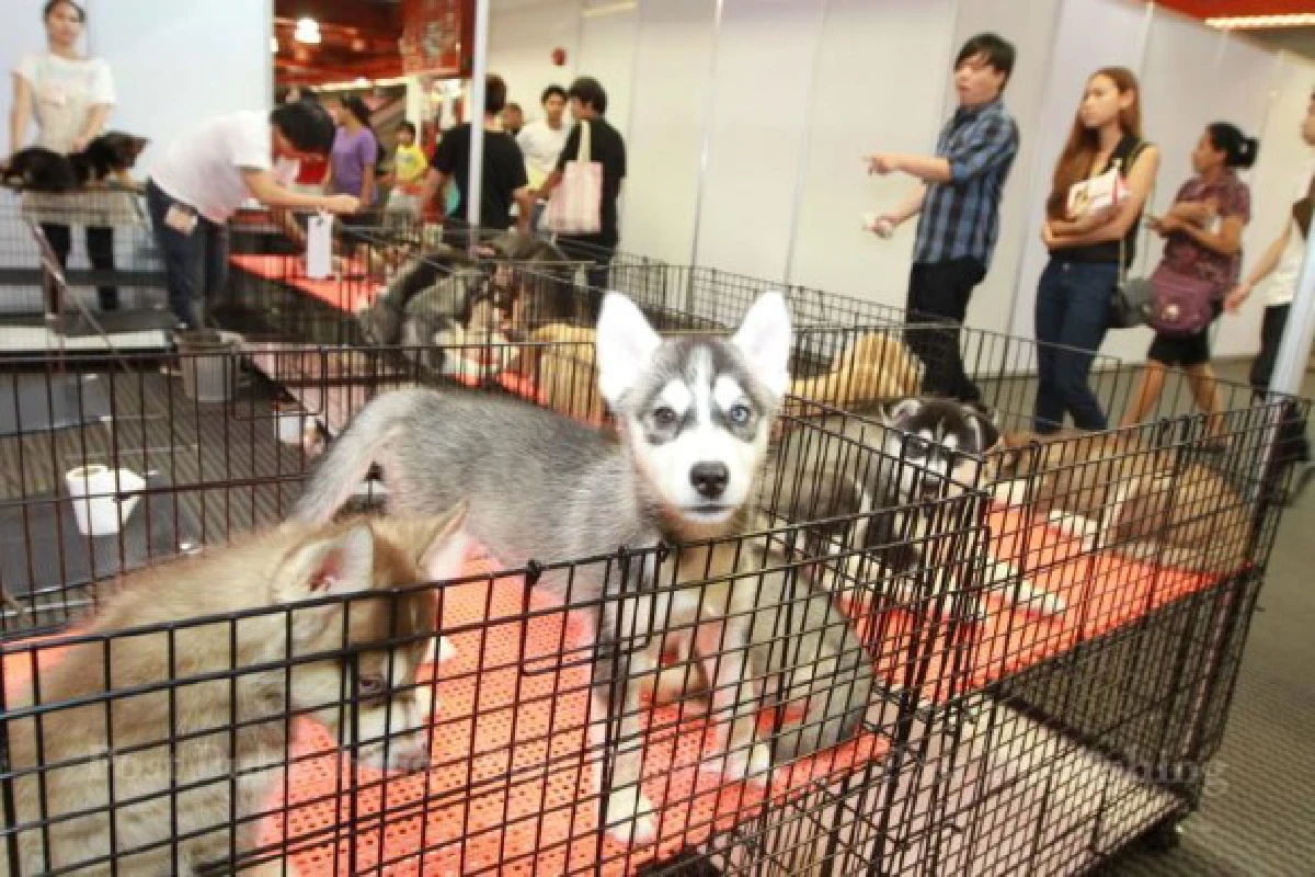 "วิกฤตสุนัขจรจัด"...เมื่อเรื่องหมาๆกลายเป็นวาระแห่งชาติ