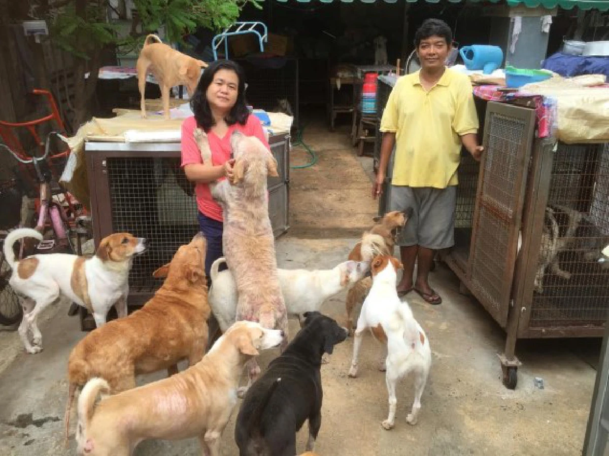 "วิกฤตสุนัขจรจัด"...เมื่อเรื่องหมาๆกลายเป็นวาระแห่งชาติ