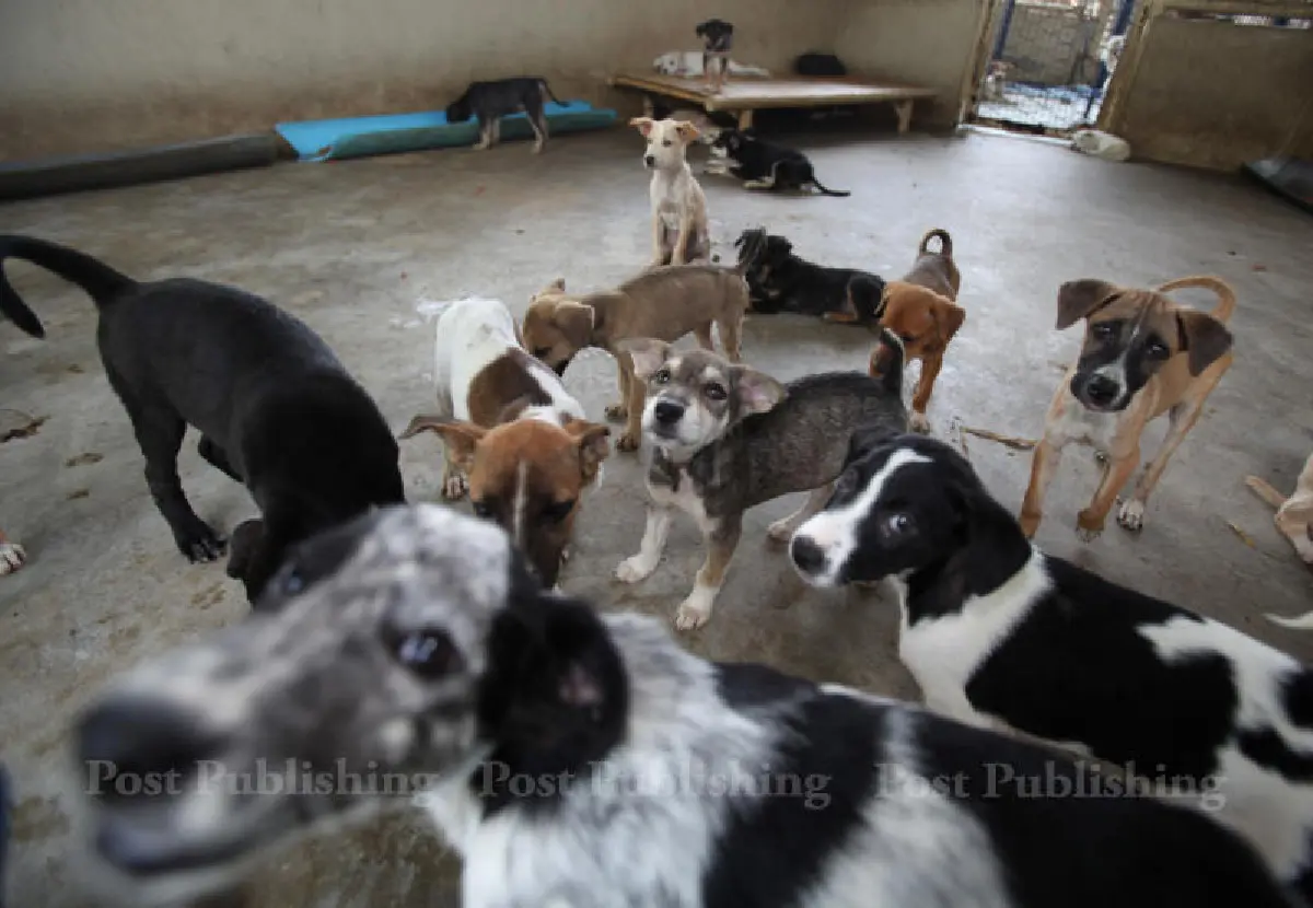 "วิกฤตสุนัขจรจัด"...เมื่อเรื่องหมาๆกลายเป็นวาระแห่งชาติ