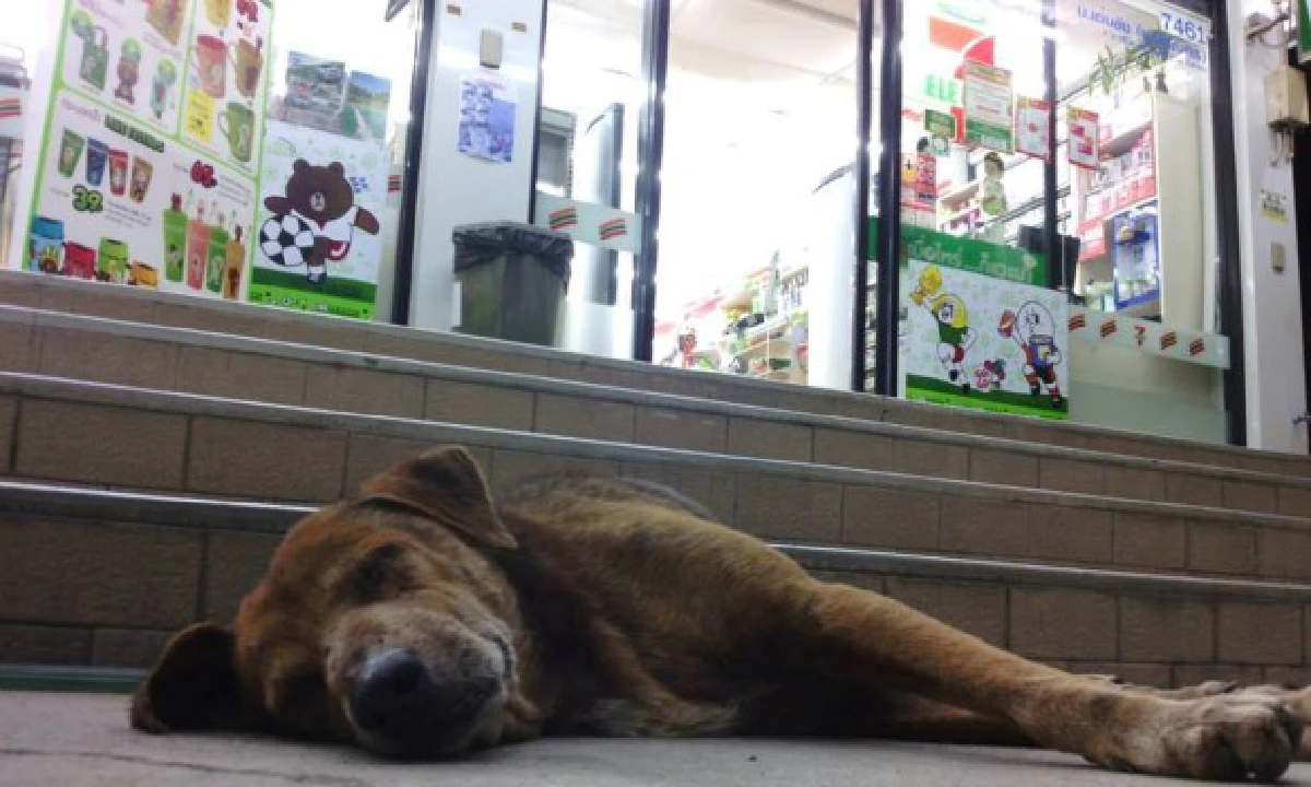 "วิกฤตสุนัขจรจัด"...เมื่อเรื่องหมาๆกลายเป็นวาระแห่งชาติ