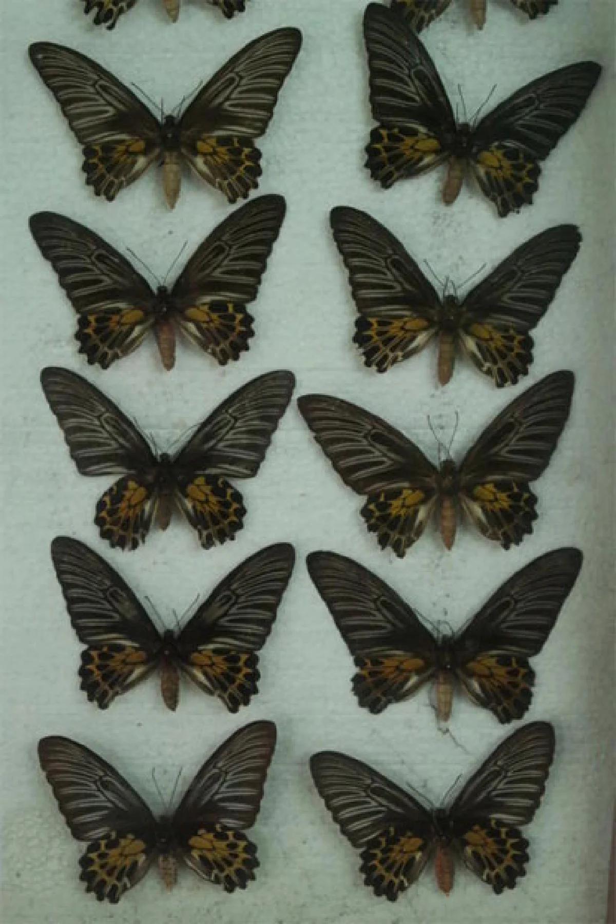 อุทยานผีเสื้อและแมลง ความงามเล็กๆ กลางกรุง