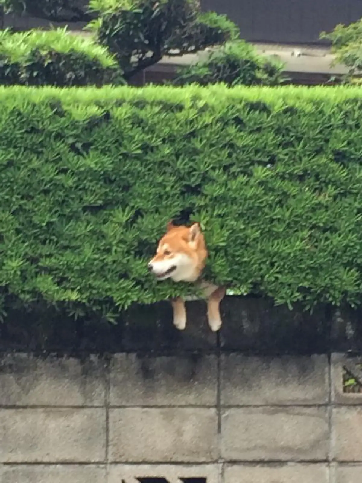 ดูแล้วอมยิ้ม!ชาวญี่ปุ่นแห่แชร์ภาพหมาชิบะชอบมุดตัวไปติดในพุ่มไม้