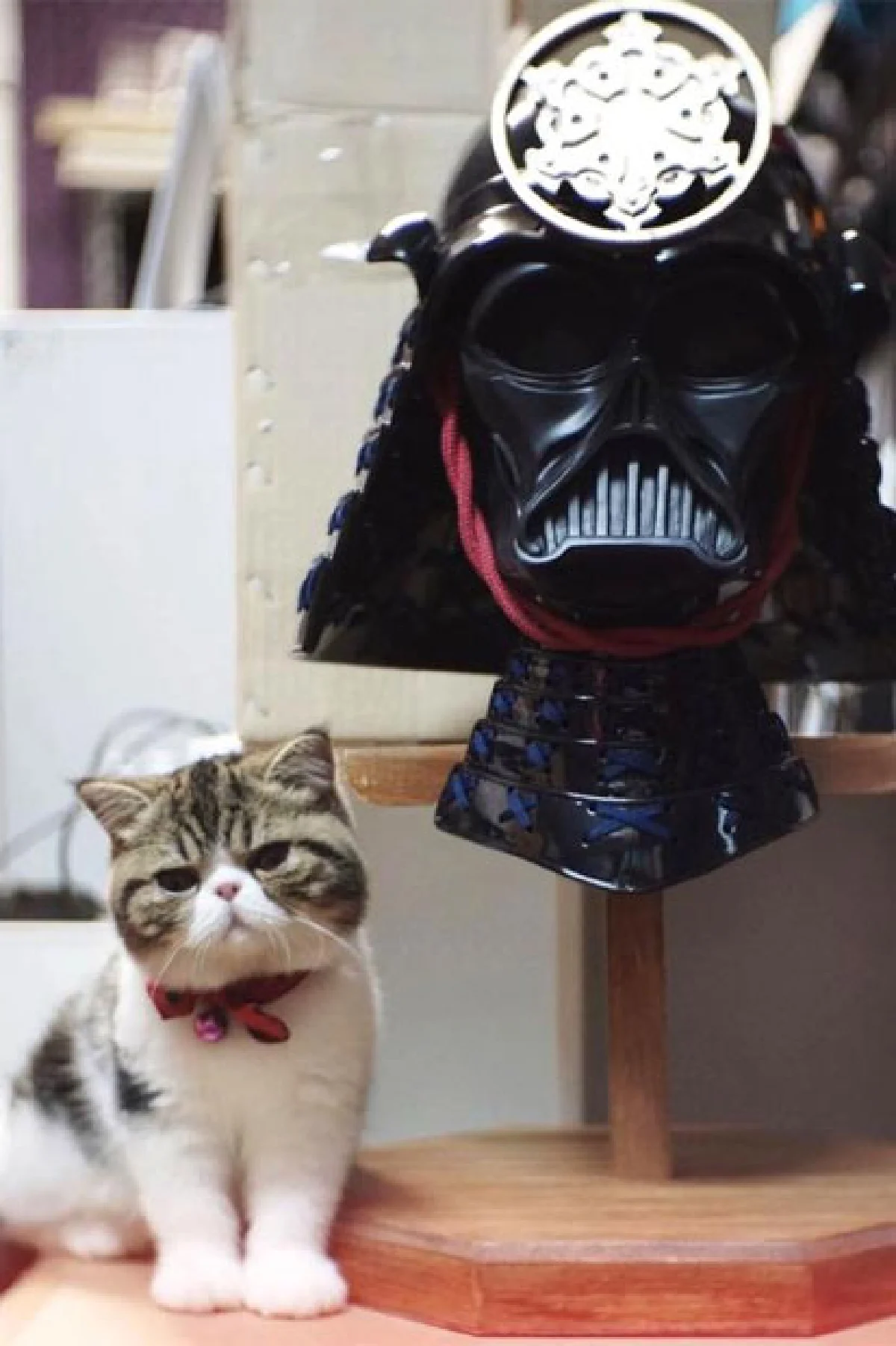 ผู้ชายรักแมว เรื่องน่ารักแบบแมนๆ