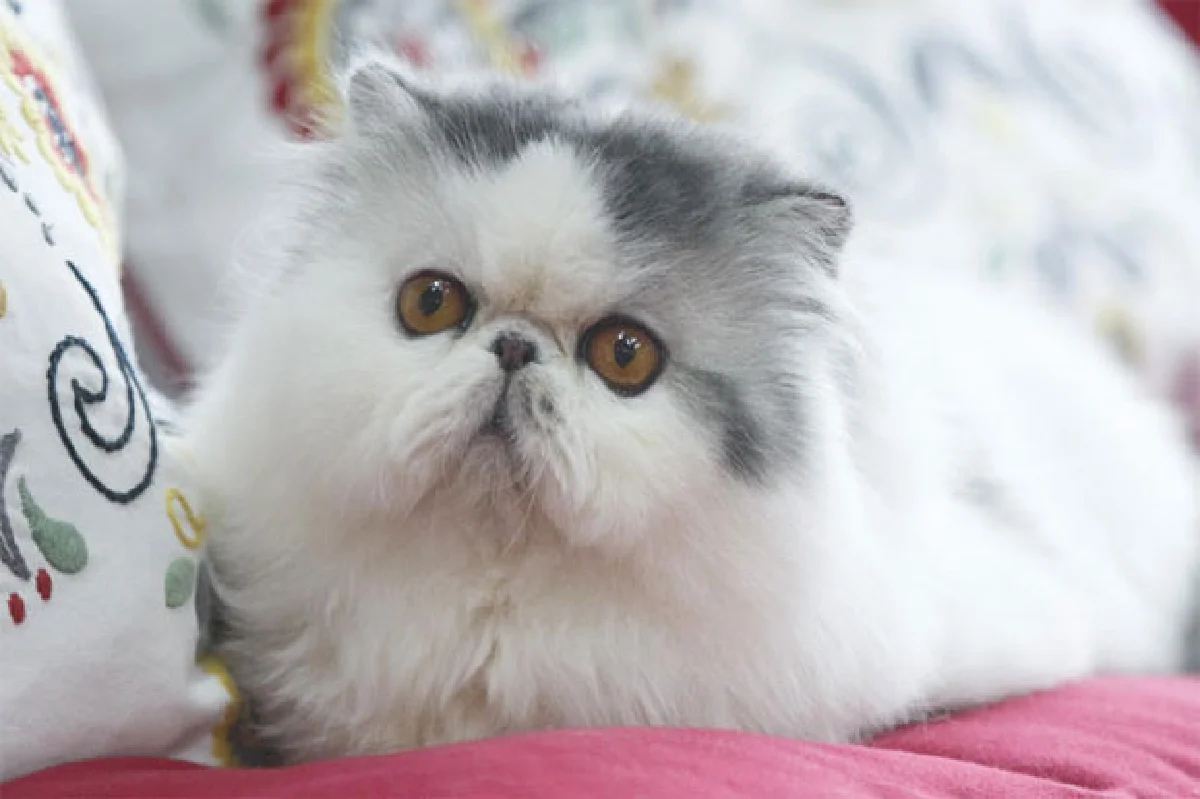 ผู้ชายรักแมว เรื่องน่ารักแบบแมนๆ