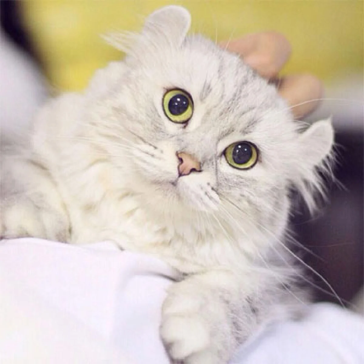 ผู้ชายรักแมว เรื่องน่ารักแบบแมนๆ