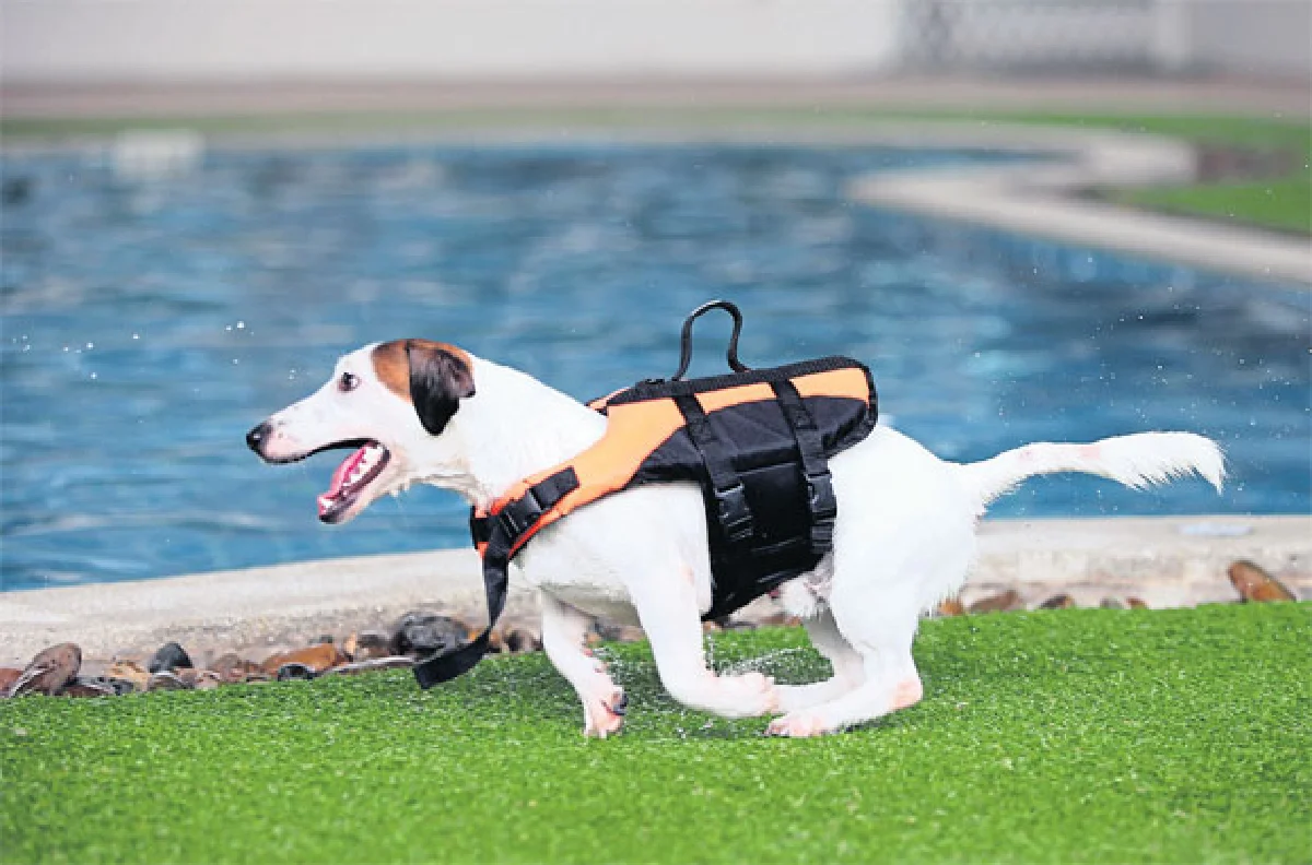 เพ็ท คลับ คลับเพื่อคนรักน้องหมา น้องเหมียว