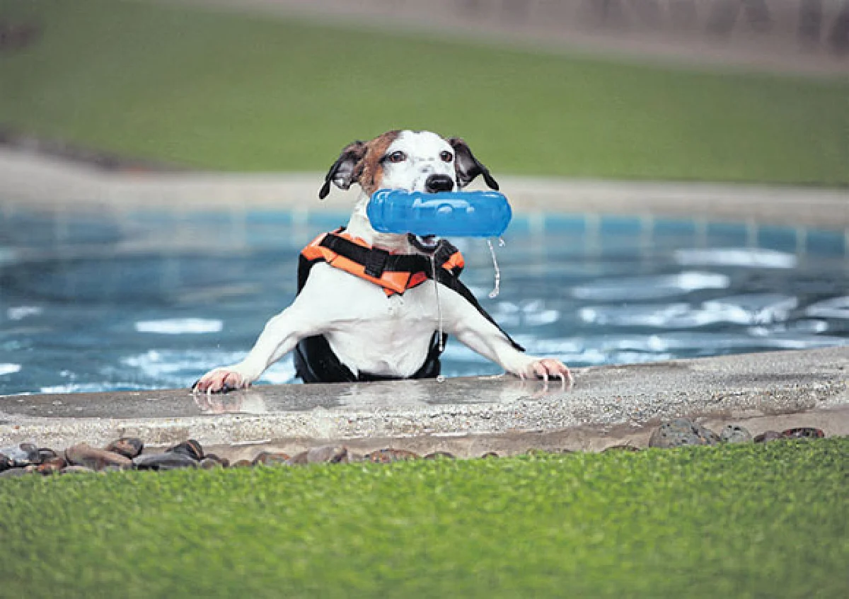 เพ็ท คลับ คลับเพื่อคนรักน้องหมา น้องเหมียว