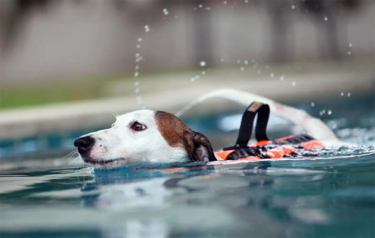 เพ็ท คลับ คลับเพื่อคนรักน้องหมา น้องเหมียว