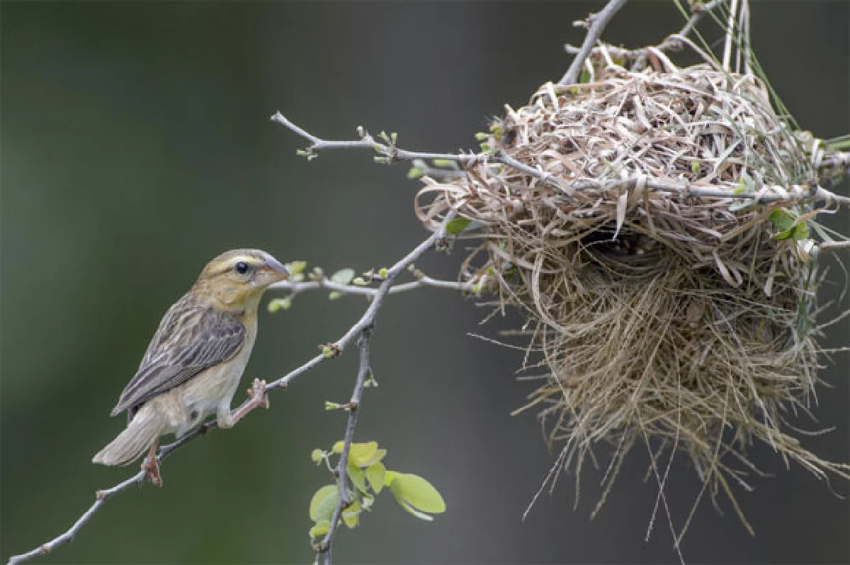 กระจาบ (สังข์) ทอง