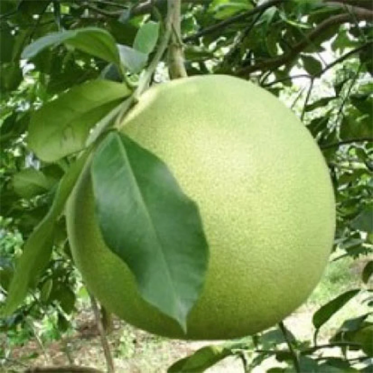 ส้มโอขาวแตงกวา รสชาติระดับ 5ดาวของชัยนาท