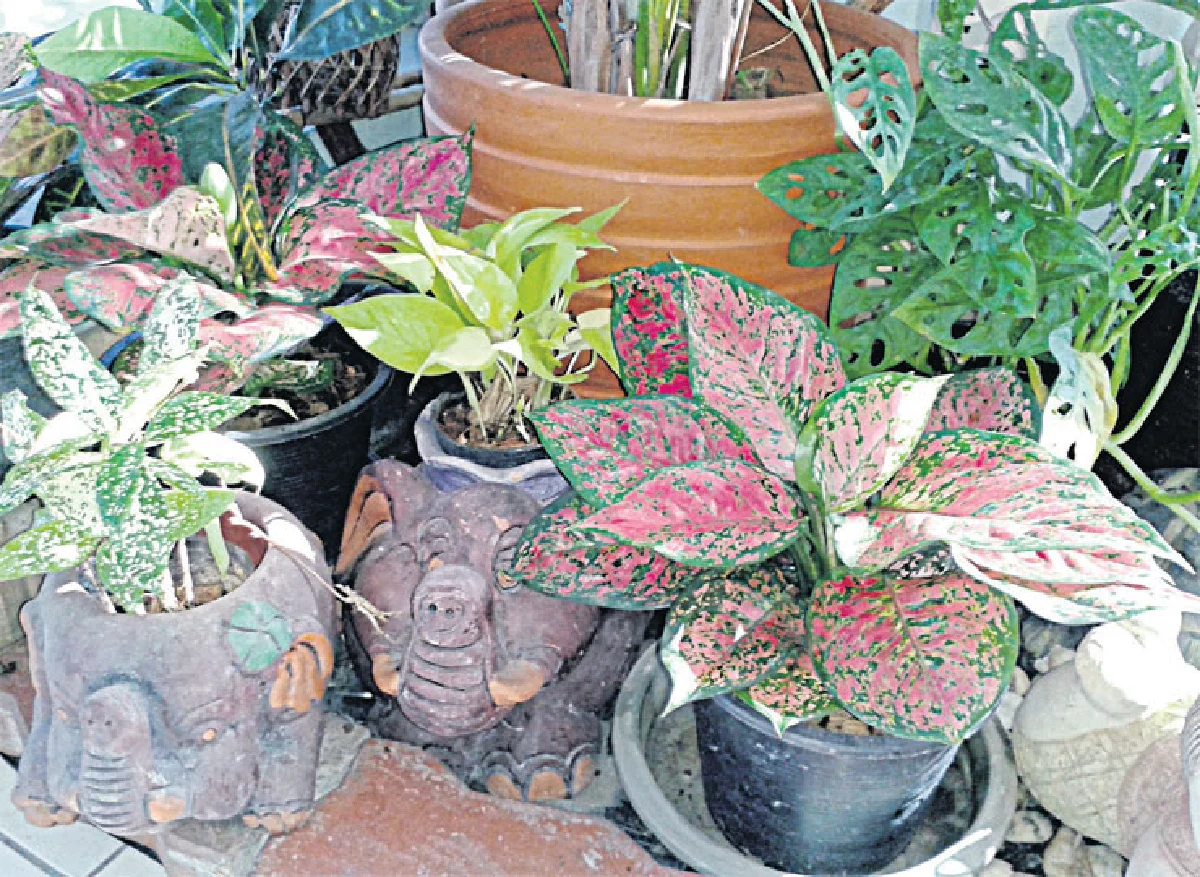 สวนเก๋ไก๋ ในตึกสูง สดชื่นเย็นสบาย