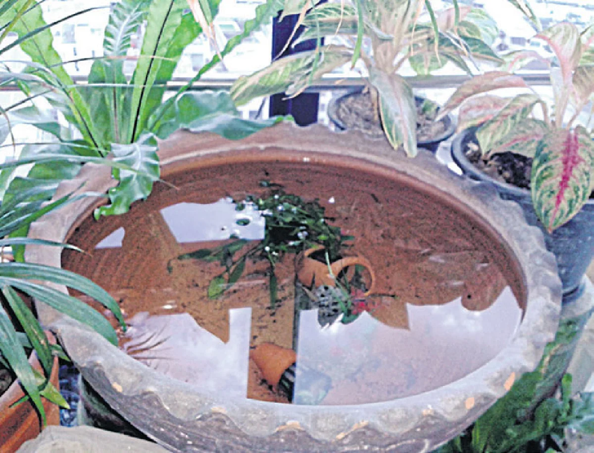 สวนเก๋ไก๋ ในตึกสูง สดชื่นเย็นสบาย