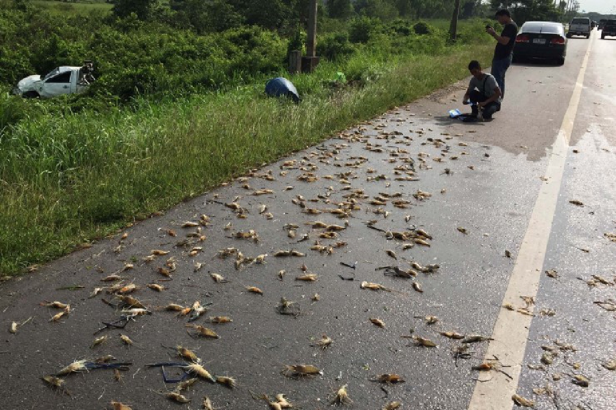 กระบะขนกุ้งยางแตกพลิกคว่ำกุ้งตกเกลื่อนถนน กระบะขนกุ้งยางแตกพลิกคว่ำกุ้งตกเกลื่อนถนน