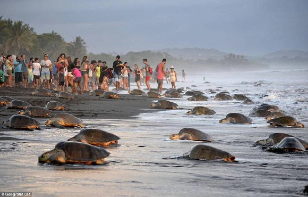 อนาถใจ!เต่าทะเลขึ้นมาวางไข่บนชายหาด เจอ"มนุษย์"ย่ำยีเละเทะ