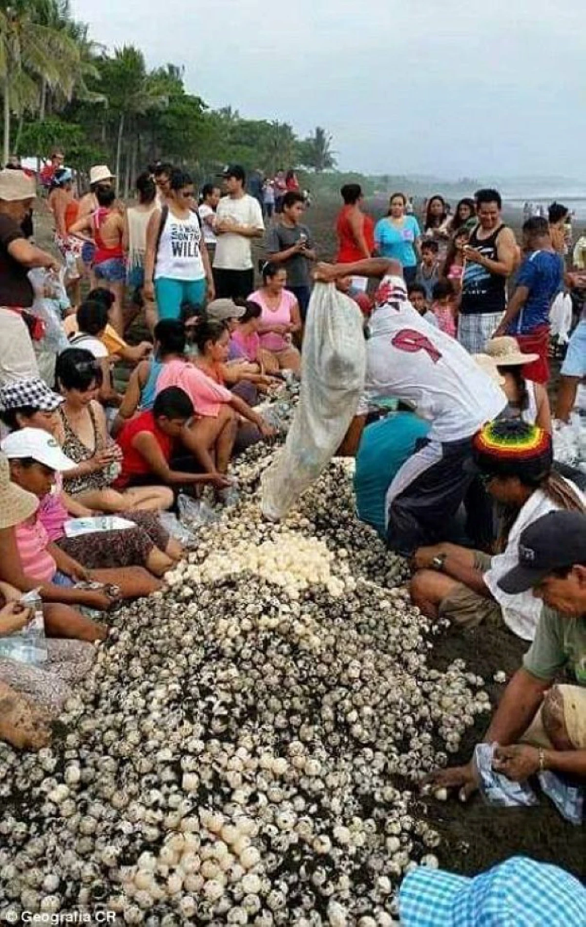 อนาถใจ!เต่าทะเลขึ้นมาวางไข่บนชายหาด เจอ"มนุษย์"ย่ำยีเละเทะ