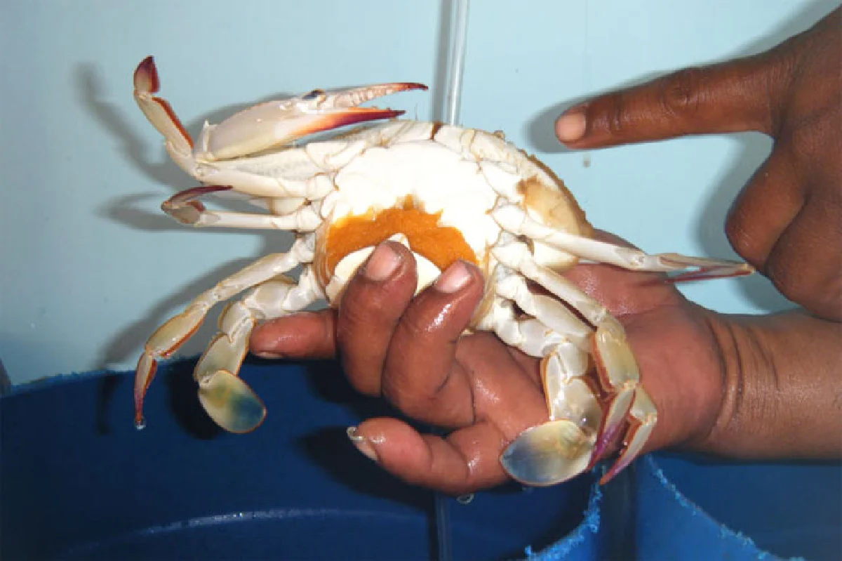 ปูจ๊อ โกเกี้ย กันตัง อร่อยรสเลิศ...สูตรดั้งเดิมกันตัง