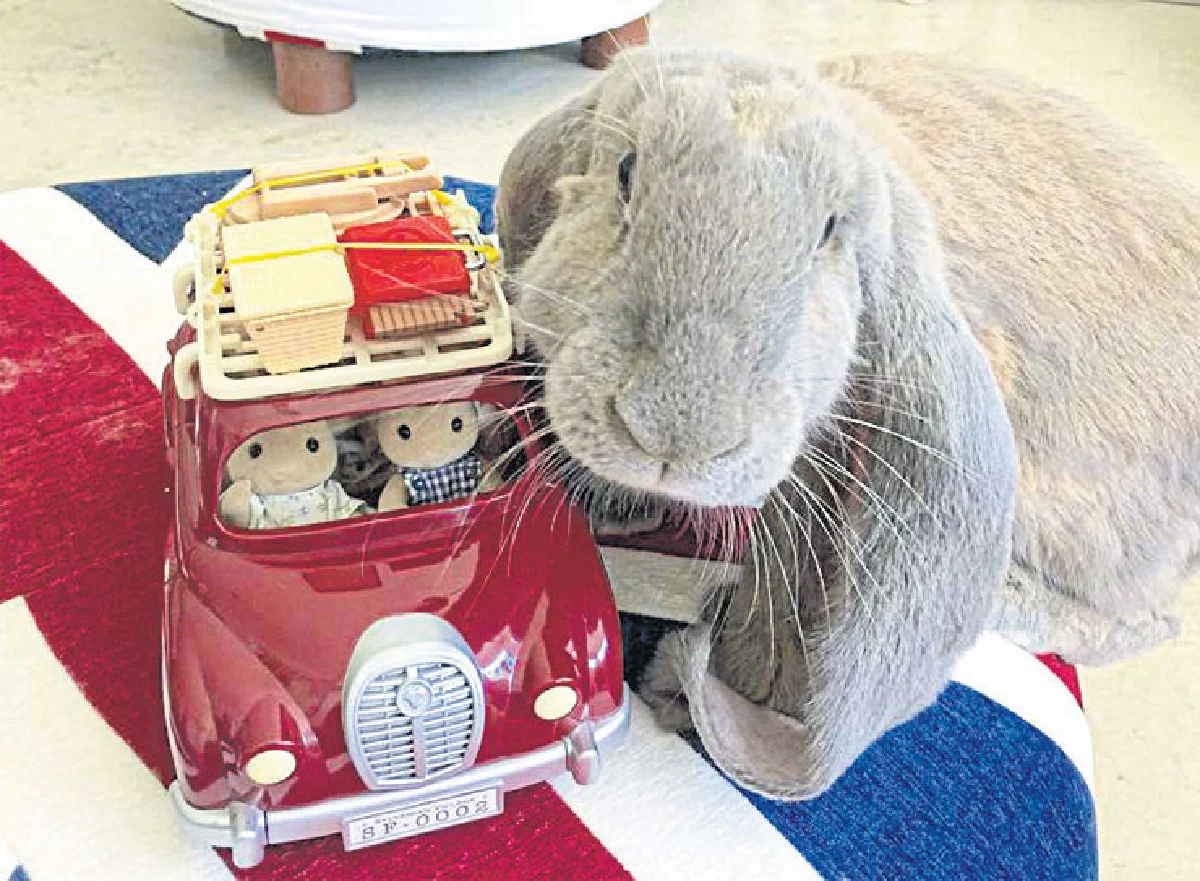 สัมผัสความน่ารัก ของกระต่ายที่ ลัคกี้ บันนี่ คาเฟ่ เรสเตอรองท์