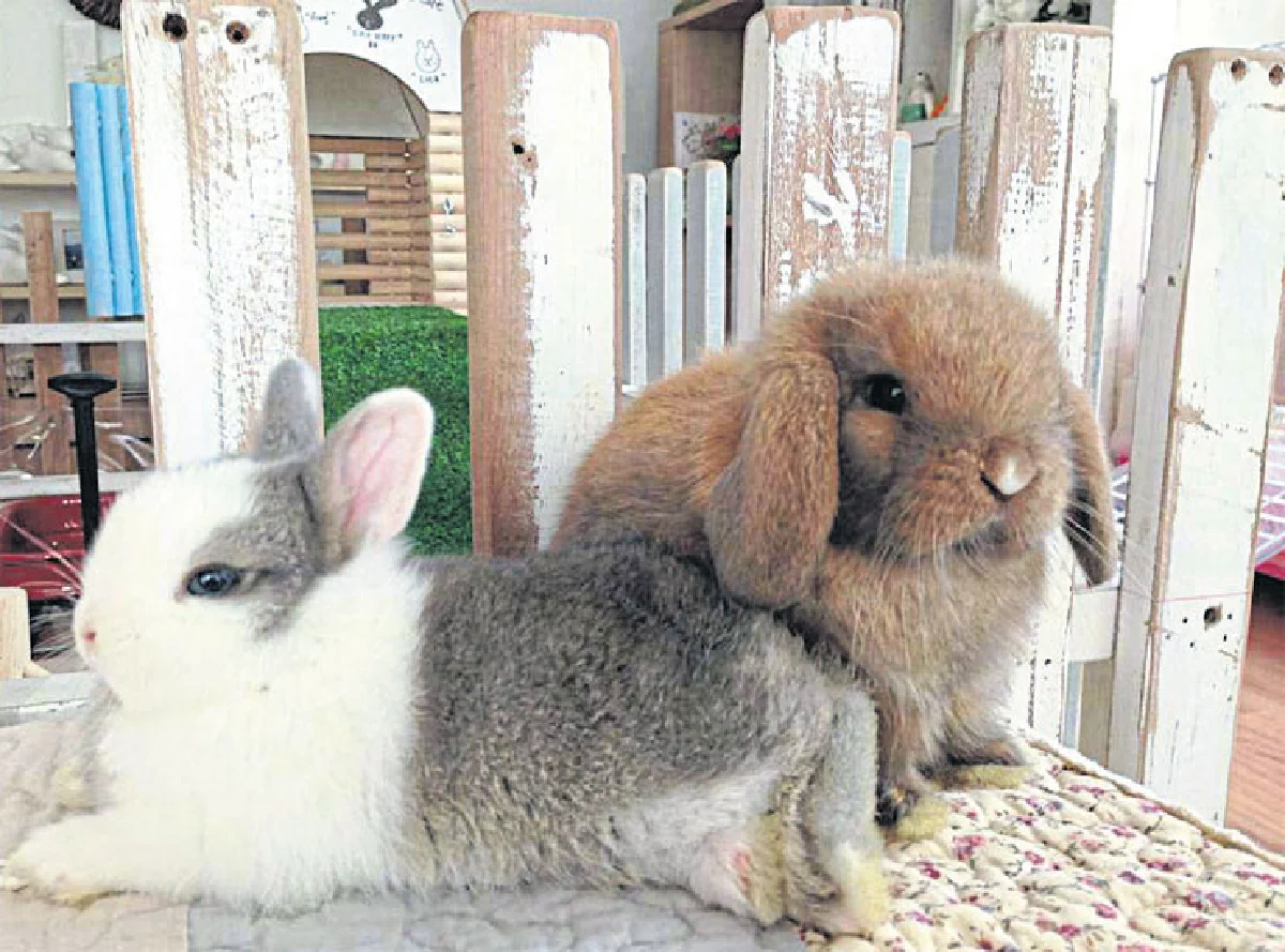 สัมผัสความน่ารัก ของกระต่ายที่ ลัคกี้ บันนี่ คาเฟ่ เรสเตอรองท์