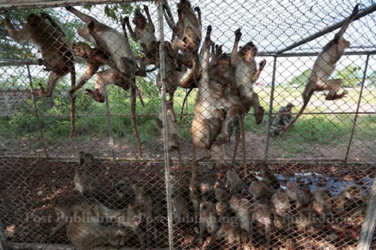 Hungry monkeys make bad neighbours