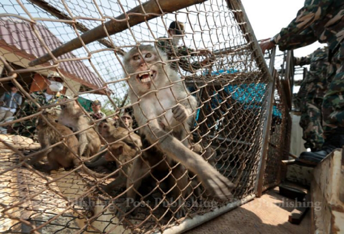 Hungry monkeys make bad neighbours