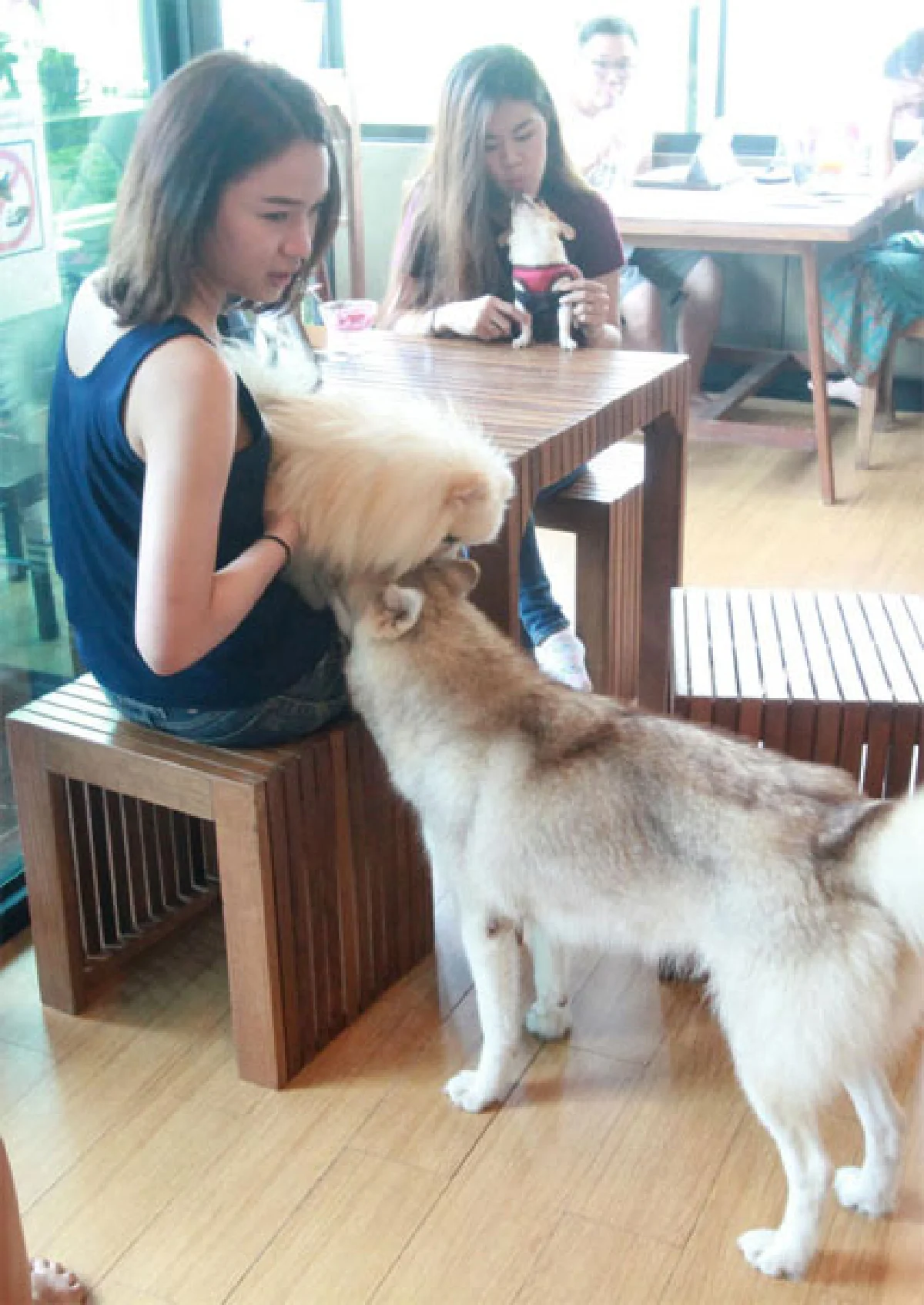 พาน้องหมาเข้าสังคม Inu Machi Cafe