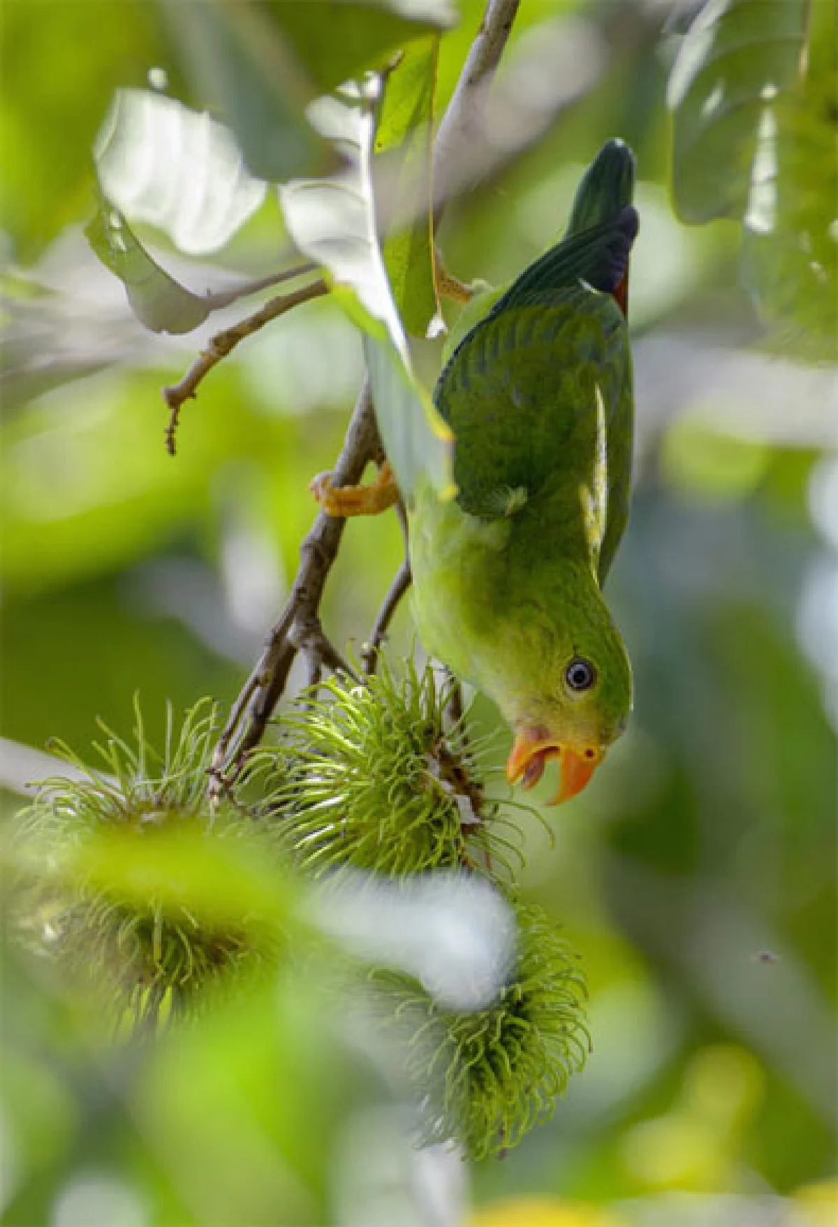 วิหคเล็กผู้น่ารัก